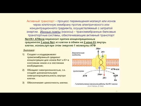 Активный транспорт – процесс перемещения молекул или ионов через клеточную мембрану против
