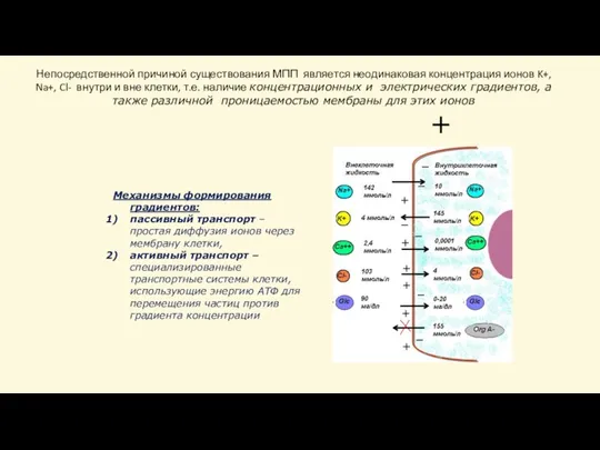 Механизмы формирования градиентов: пассивный транспорт – простая диффузия ионов через мембрану клетки,