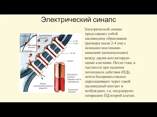 Электрический синапс Электрический синапс представляет собой щелевидное образование (размеры щели 2-4 нм)