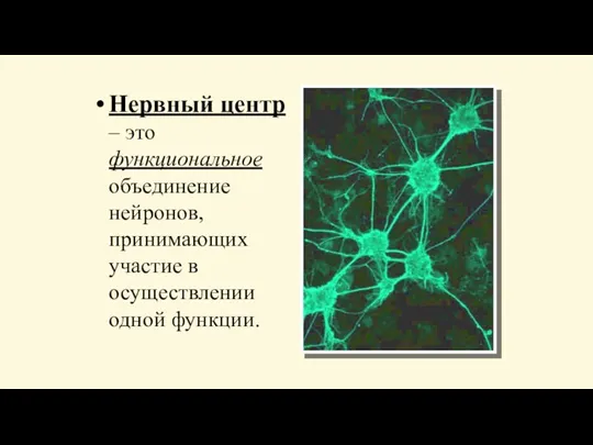 Нервный центр – это функциональное объединение нейронов, принимающих участие в осуществлении одной функции.