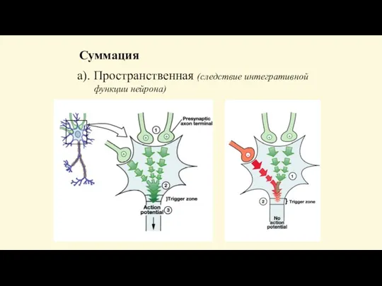 Суммация а). Пространственная (следствие интегративной функции нейрона)