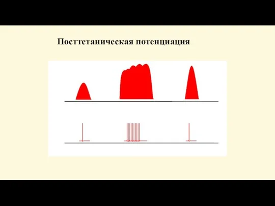 Посттетаническая потенциация