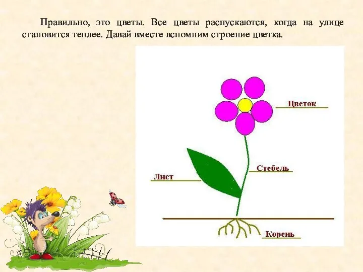 Правильно, это цветы. Все цветы распускаются, когда на улице становится теплее. Давай вместе вспомним строение цветка.