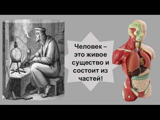 Человек – это живое существо и состоит из частей!