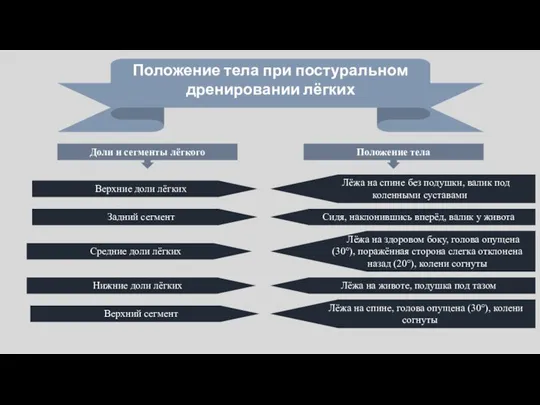 Положение тела при постуральном дренировании лёгких Доли и сегменты лёгкого Положение тела