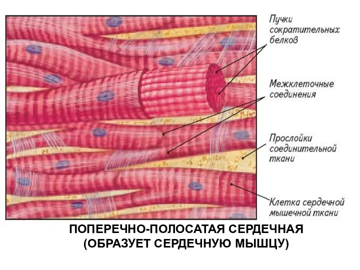 ПОПЕРЕЧНО-ПОЛОСАТАЯ СЕРДЕЧНАЯ (ОБРАЗУЕТ СЕРДЕЧНУЮ МЫШЦУ)