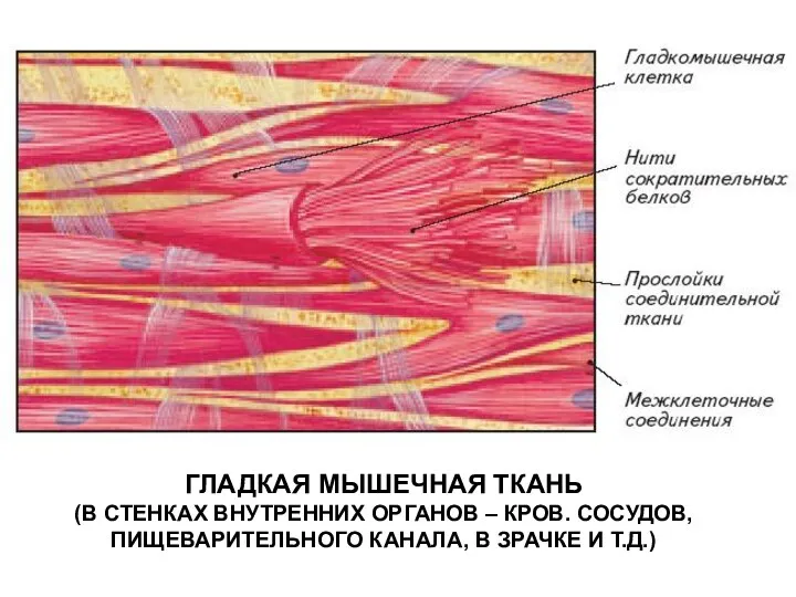 ГЛАДКАЯ МЫШЕЧНАЯ ТКАНЬ (В СТЕНКАХ ВНУТРЕННИХ ОРГАНОВ – КРОВ. СОСУДОВ, ПИЩЕВАРИТЕЛЬНОГО КАНАЛА, В ЗРАЧКЕ И Т.Д.)