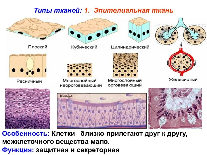 Типы тканей: 1. Эпителиальная ткань Особенность: Клетки близко прилегают друг к другу,