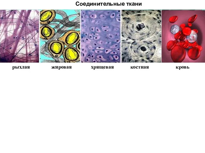 Соединительные ткани рыхлая жировая хрящевая костная кровь