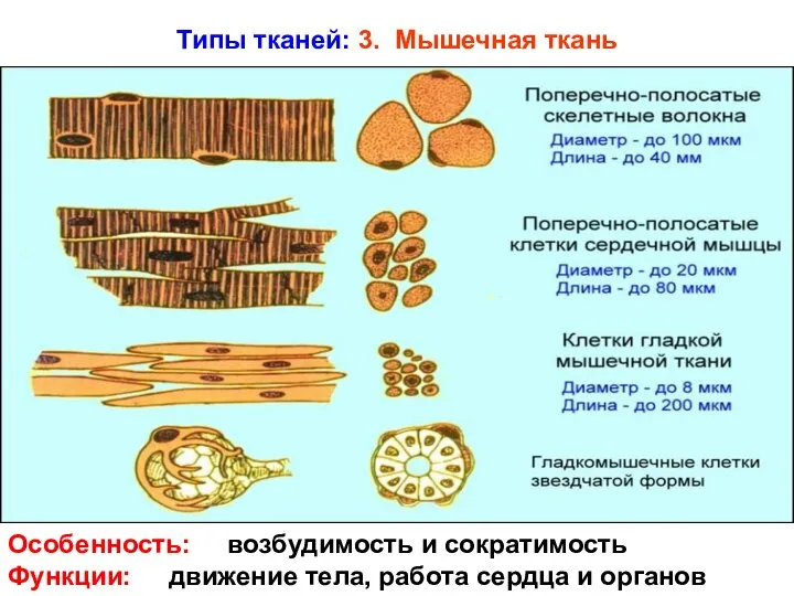 Типы тканей: 3. Мышечная ткань Особенность: возбудимость и сократимость Функции: движение тела, работа сердца и органов