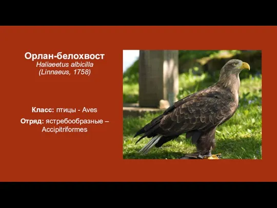 Орлан-белохвост Haliaeetus albicilla (Linnaeus, 1758) Класс: птицы - Aves Отряд: ястребообразные – Accipitriformes