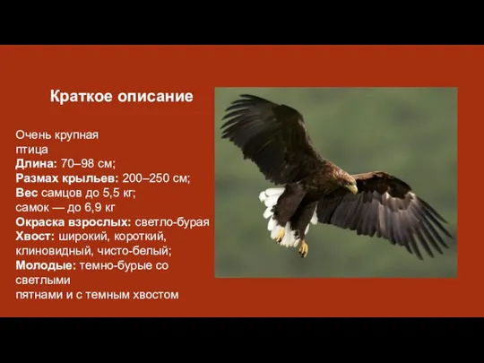 Краткое описание Очень крупная птица Длина: 70–98 см; Размах крыльев: 200–250 см;
