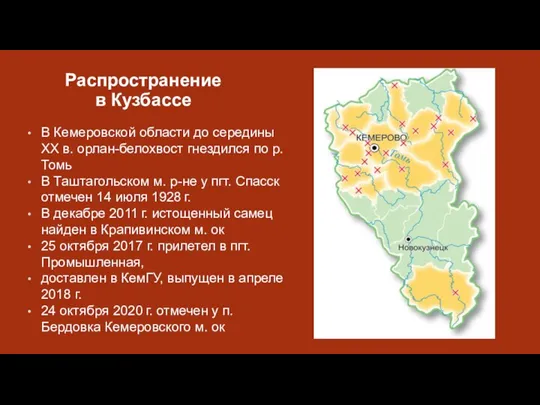 Распространение в Кузбассе В Кемеровской области до середины XX в. орлан-белохвост гнездился