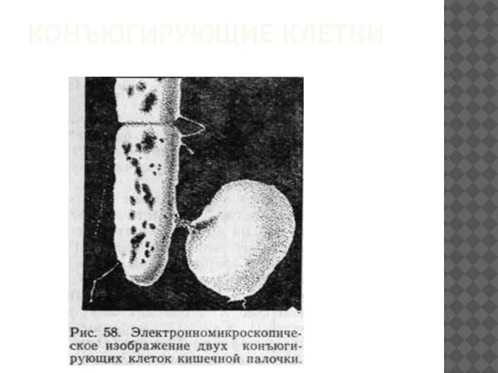 КОНЪЮГИРУЮЩИЕ КЛЕТКИ