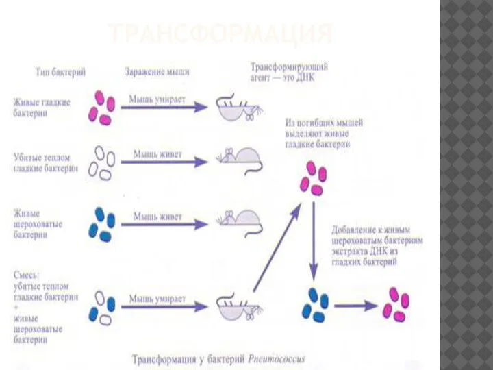 ТРАНСФОРМАЦИЯ