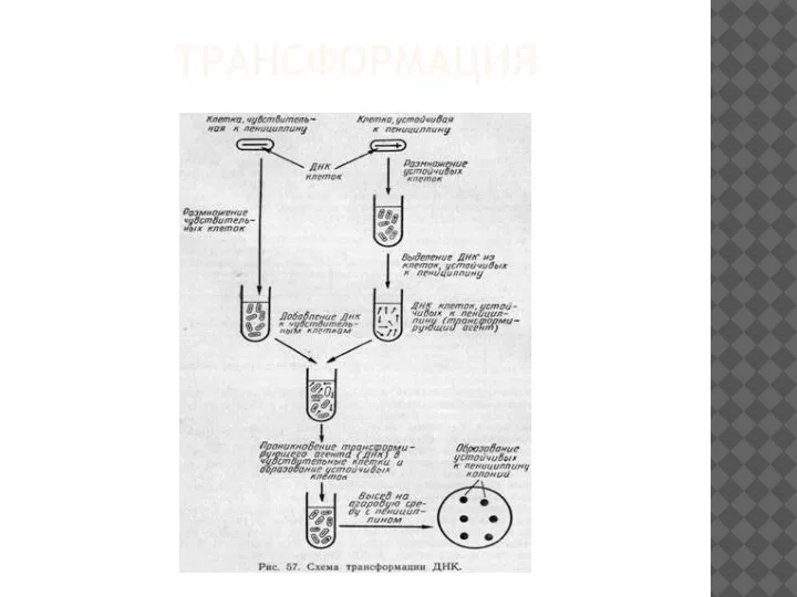 ТРАНСФОРМАЦИЯ