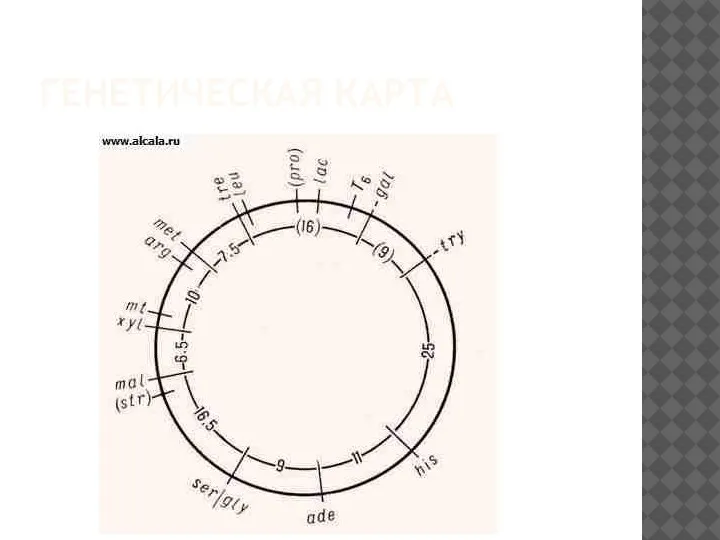 ГЕНЕТИЧЕСКАЯ КАРТА