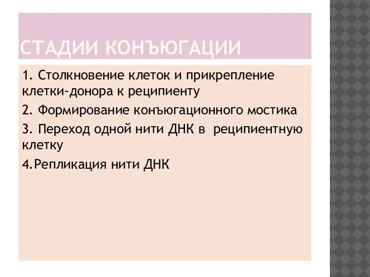 СТАДИИ КОНЪЮГАЦИИ 1. Столкновение клеток и прикрепление клетки-донора к реципиенту 2. Формирование