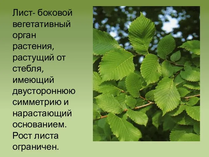 Лист- боковой вегетативный орган растения, растущий от стебля, имеющий двустороннюю симметрию и