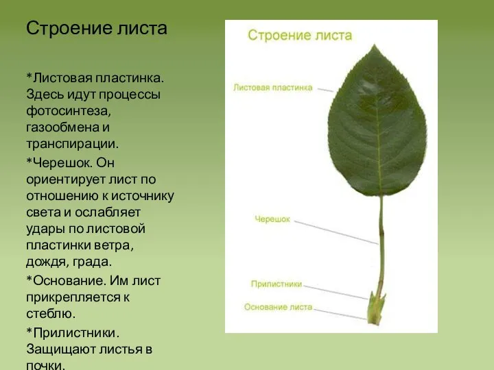 Строение листа *Листовая пластинка. Здесь идут процессы фотосинтеза, газообмена и транспирации. *Черешок.