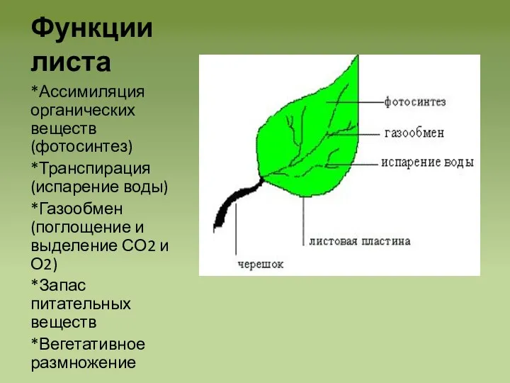 Функции листа *Ассимиляция органических веществ (фотосинтез) *Транспирация (испарение воды) *Газообмен (поглощение и