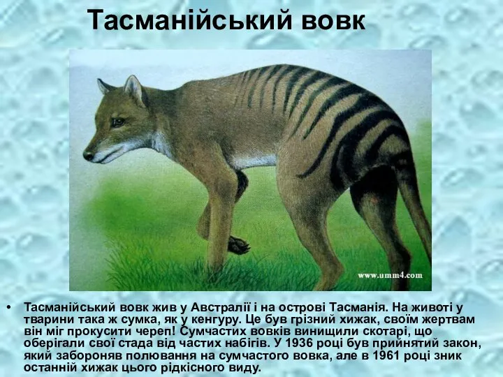 Тасманійський вовк Тасманійський вовк жив у Австралії і на острові Тасманія. На
