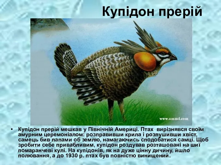 Купідон прерій Купідон прерій мешкав у Північній Америці. Птах вирізнявся своїм амурним