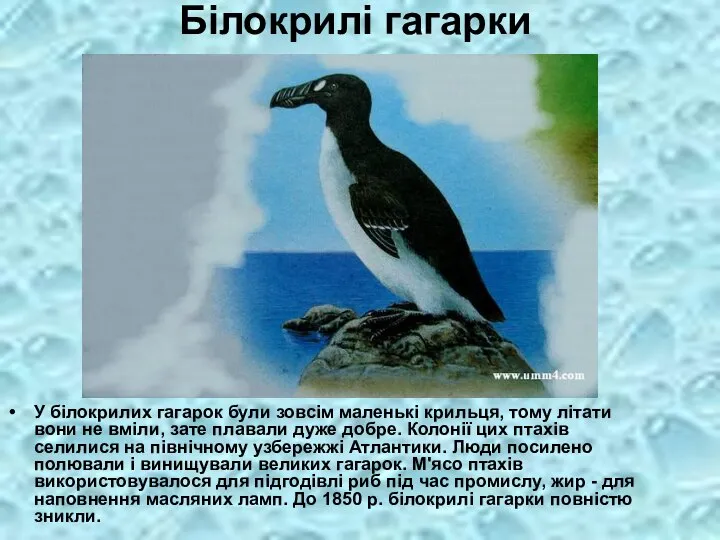 Білокрилі гагарки У білокрилих гагарок були зовсім маленькі крильця, тому літати вони