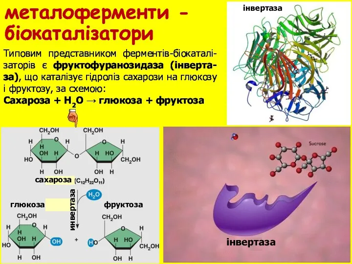 металоферменти - біокаталізатори инвертаза сахароза глюкоза фруктоза iнвертаза Типовим представником ферментiв-бiокаталi-заторiв є