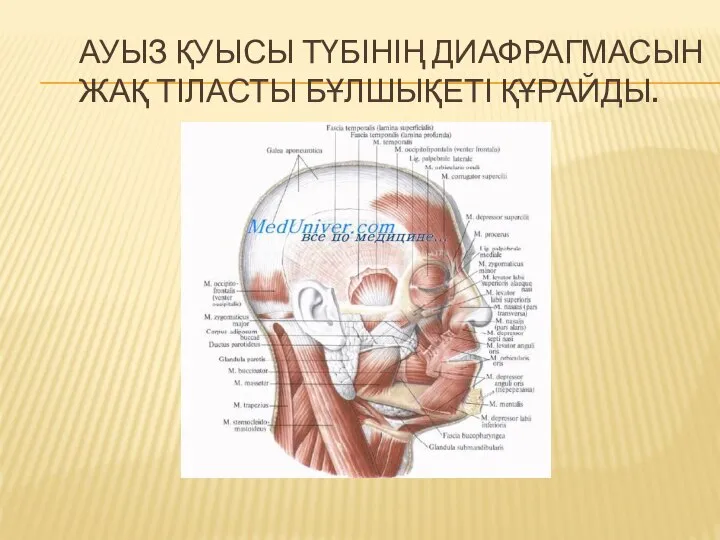 АУЫЗ ҚУЫСЫ ТҮБІНІҢ ДИАФРАГМАСЫН ЖАҚ ТІЛАСТЫ БҰЛШЫҚЕТІ ҚҰРАЙДЫ.