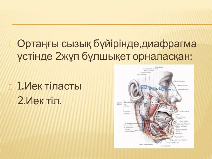 Ортаңғы сызық бүйірінде,диафрагма үстінде 2жұп бұлшықет орналасқан: 1.Иек тіласты 2.Иек тіл.