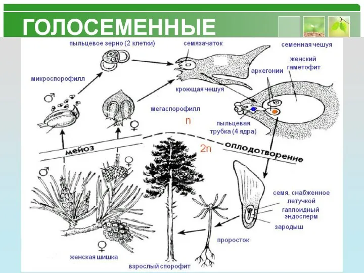 ГОЛОСЕМЕННЫЕ