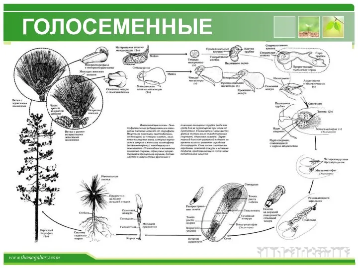 ГОЛОСЕМЕННЫЕ