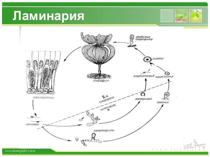 Ламинария