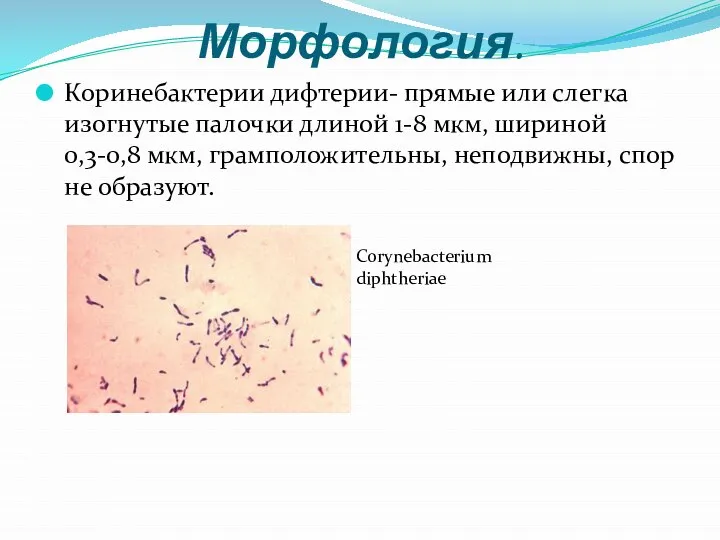 Морфология. Коринебактерии дифтерии- прямые или слегка изогнутые палочки длиной 1-8 мкм, шириной