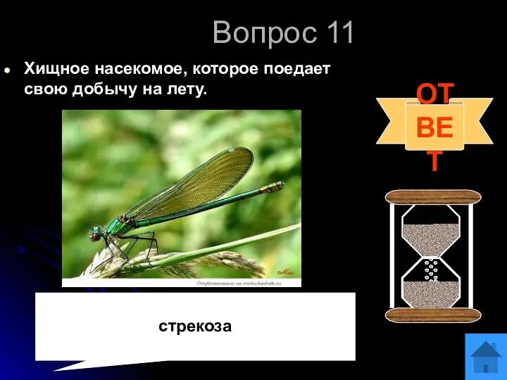 Вопрос 11 Хищное насекомое, которое поедает свою добычу на лету. ОТВЕТ стрекоза