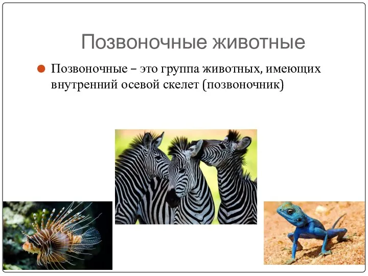 Позвоночные животные Позвоночные – это группа животных, имеющих внутренний осевой скелет (позвоночник)