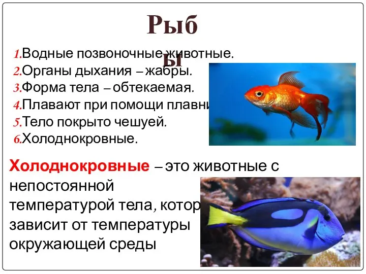 Рыбы 1.Водные позвоночные животные. 2.Органы дыхания – жабры. 3.Форма тела – обтекаемая.