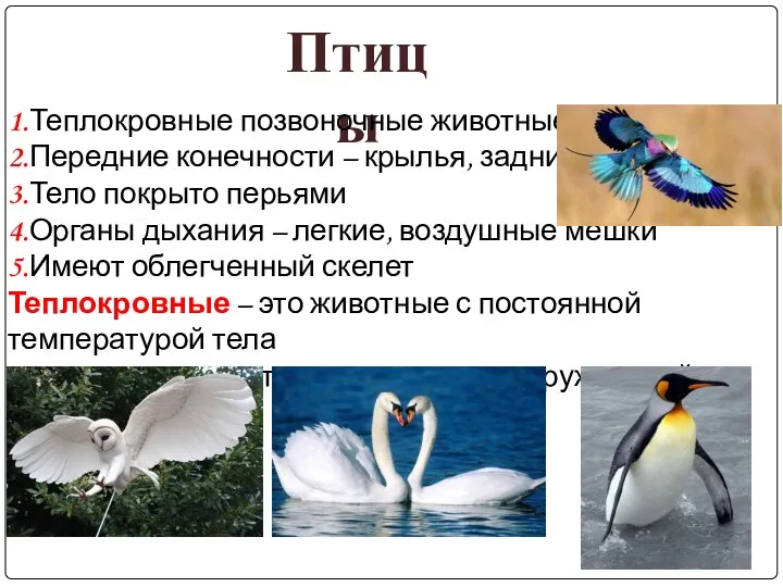 Птицы 1.Теплокровные позвоночные животные 2.Передние конечности – крылья, задние – ноги 3.Тело