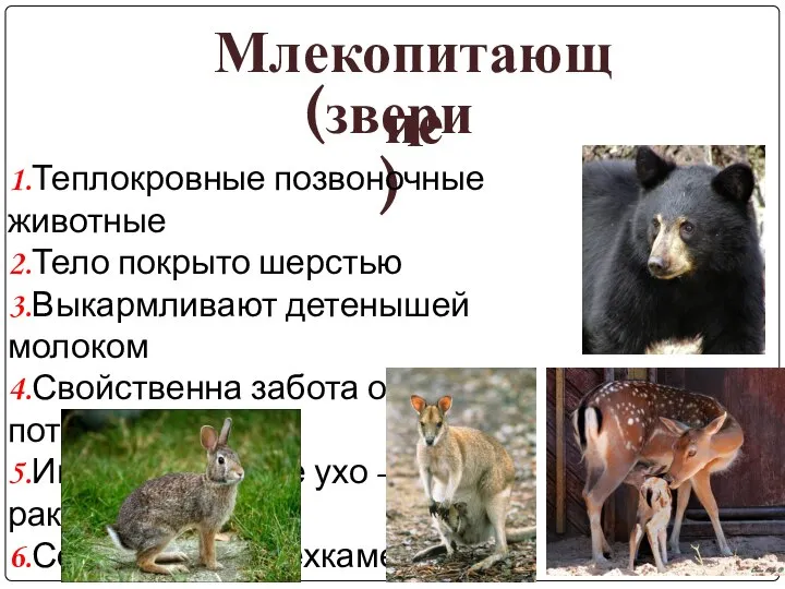 Млекопитающие (звери) 1.Теплокровные позвоночные животные 2.Тело покрыто шерстью 3.Выкармливают детенышей молоком 4.Свойственна