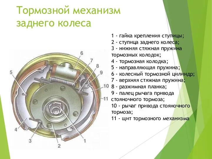 Тормозной механизм заднего колеса 1 - гайка крепления ступицы; 2 - ступица