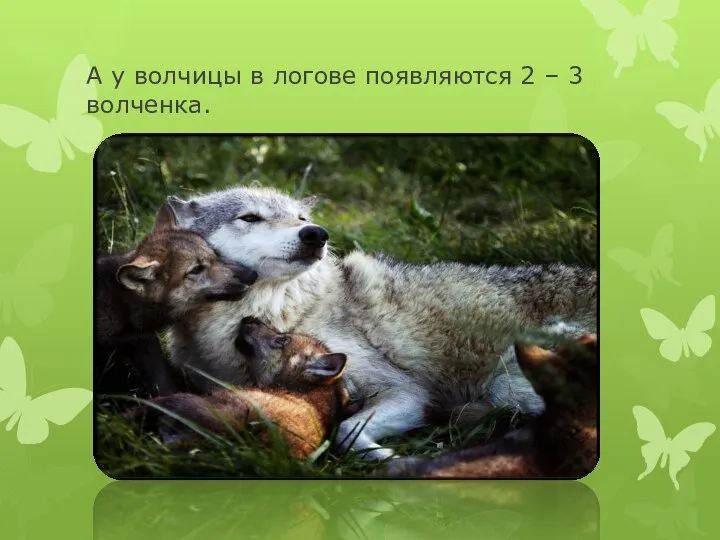 А у волчицы в логове появляются 2 – 3 волченка.