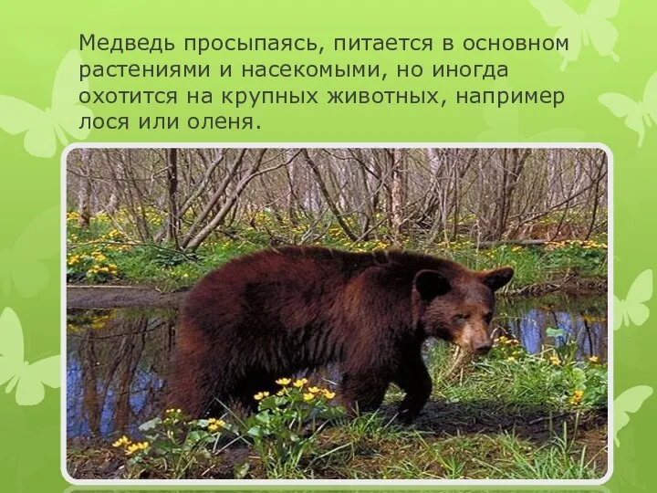 Медведь просыпаясь, питается в основном растениями и насекомыми, но иногда охотится на