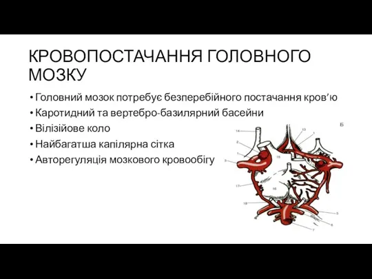 КРОВОПОСТАЧАННЯ ГОЛОВНОГО МОЗКУ Головний мозок потребує безперебійного постачання кров’ю Каротидний та вертебро-базилярний