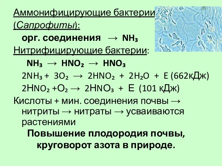 Повышение плодородия почвы, круговорот азота в природе. Аммонифицирующие бактерии (Сапрофиты): орг. соединения