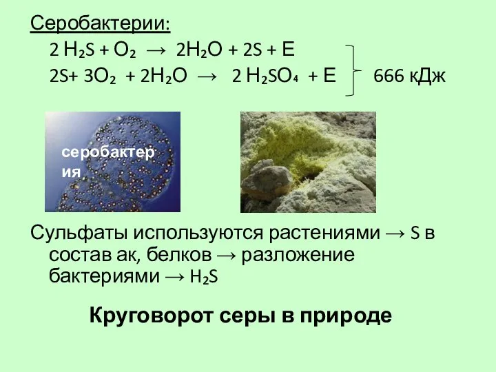 Круговорот серы в природе Серобактерии: 2 Н₂S + О₂ → 2Н₂О +