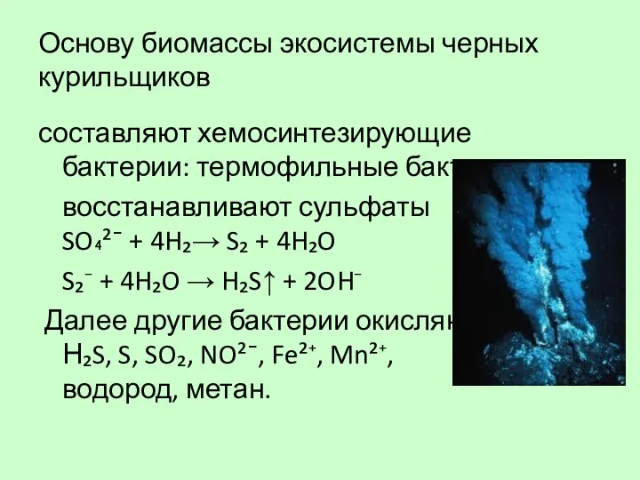 Основу биомассы экосистемы черных курильщиков составляют хемосинтезирующие бактерии: термофильные бактерии восстанавливают сульфаты