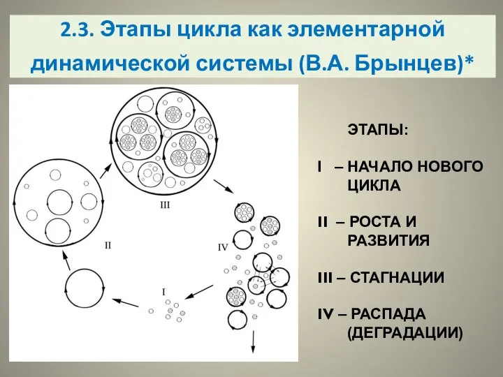 2.3. Этапы цикла как элементарной динамической системы (В.А. Брынцев)* ЭТАПЫ: I –