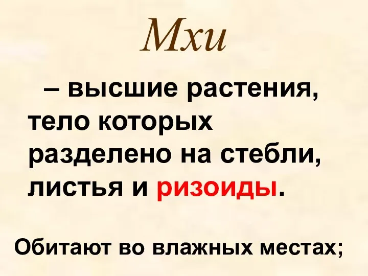 Мхи – высшие растения, тело которых разделено на стебли, листья и ризоиды. Обитают во влажных местах;