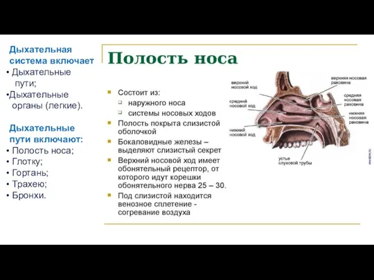 Дыхательная система включает Дыхательные пути; Дыхательные органы (легкие). Дыхательные пути включают: Полость